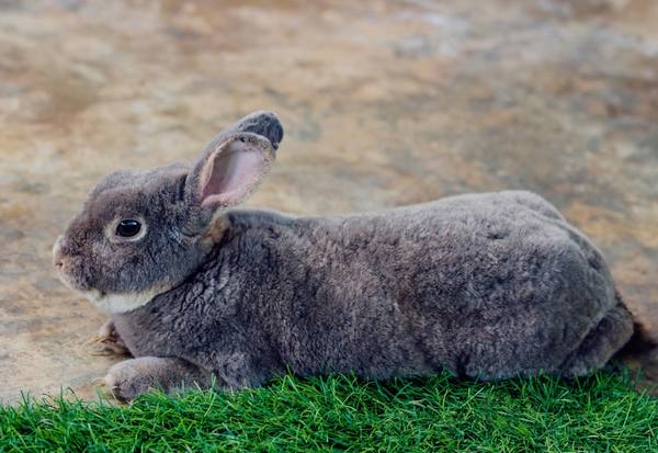 Описание породы кроликов серый великан с фото