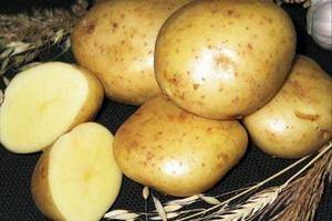 Высокоурожайный картофель «Ласунок»: характеристика и описание сорта, фото  ... - фото