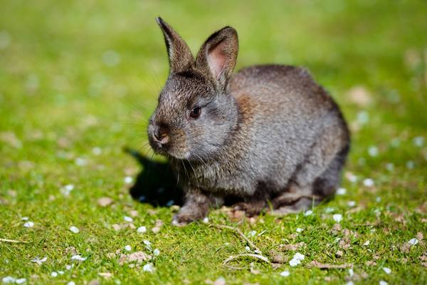 Листериоз у кроликов - фото