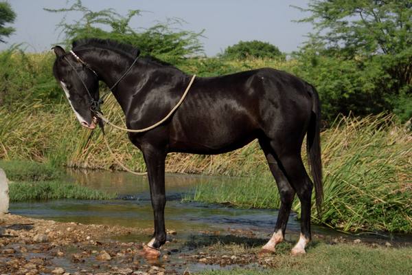 Характеристика марварской лошади - фото