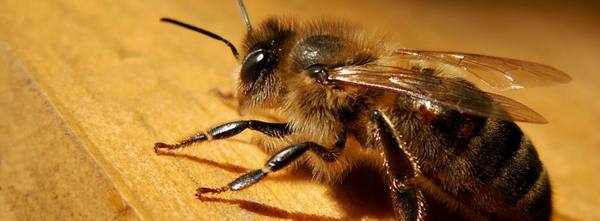 Медоносные пчелы с фото