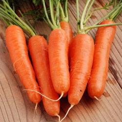 Морковь Нантская, или масса отменных характеристик в одном корнеплоде с фото