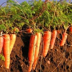 Морковь с «говорящим» названием Роте Ризен или Красный великан Описание сор ... - фото