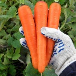 Морковь «Самсон»: описание сорта - фото