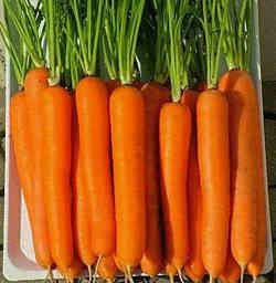 Морковь сорта Тушон - сладкая и урожайная - фото