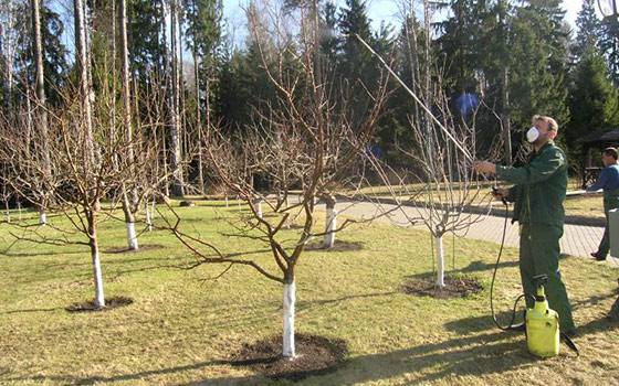 Как и чем лучше весной обрабатывать плодовые деревья от болезней и вредител ... - фото