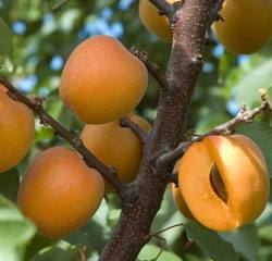 Обрезка абрикоса: виды, схема, особенности весенней, летней и осенней обрез ... - фото