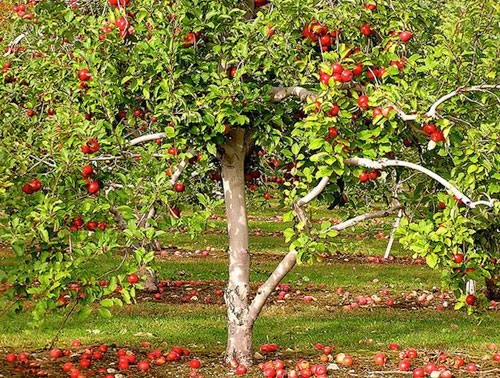 Когда лучше обрезать яблоню весной или осенью с фото