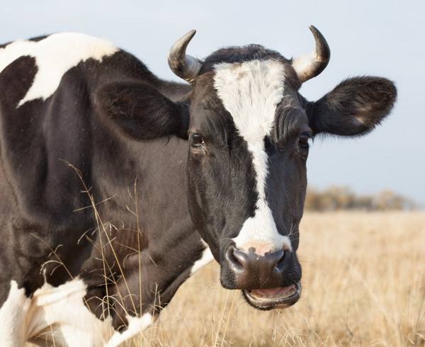 Как выглядит корова в охоте с фото