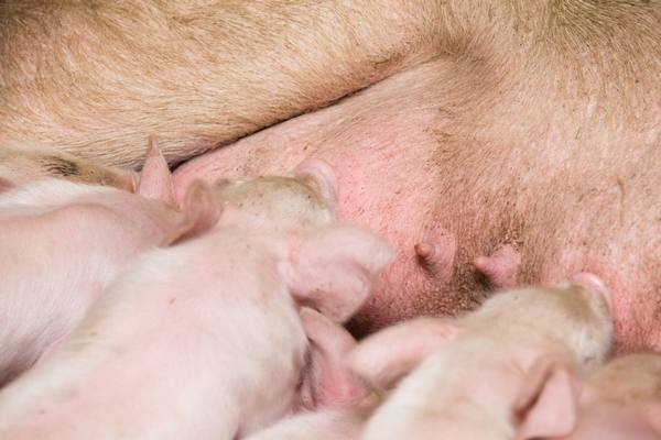 Что делать при опоросе свиньи и как получить максимально жизнеспособное пог ... - фото