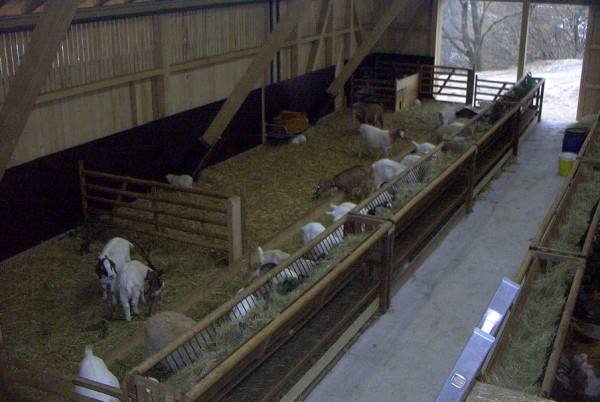 Особенности содержания коз в домашних условиях Оборудование помещения - фото
