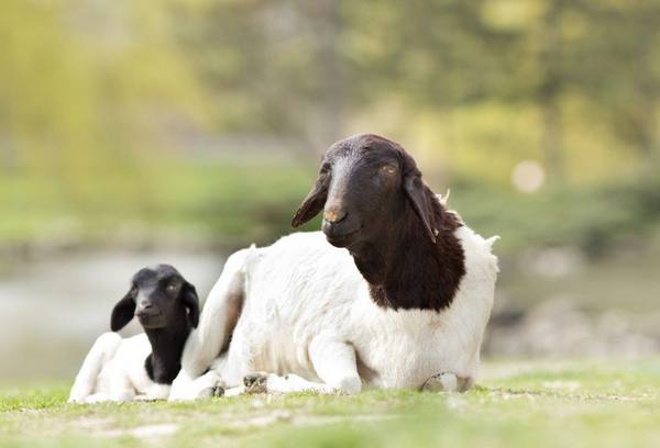 Описание овец породы дорпер - фото
