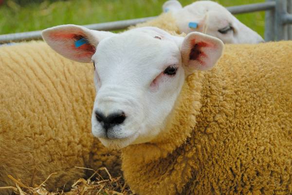 Мясошерстные овцы породы тексель - фото