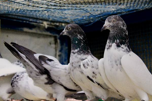 Высоколетные пакистанские голуби - фото