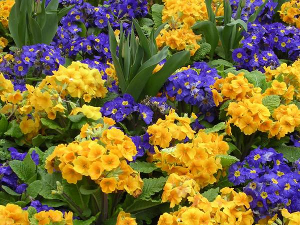 Примула - весенние первоцветы: яркие фото с названиями сортов и советами по ... - фото