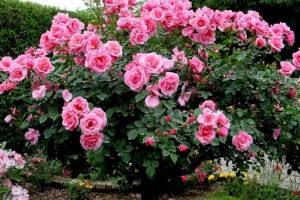 Плетистые розы для Подмосковья - обзор лучших сортов с описанием - фото