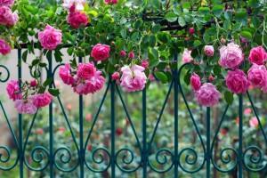 Плетистые розы - фото и названия 20 лучших сортов с фото