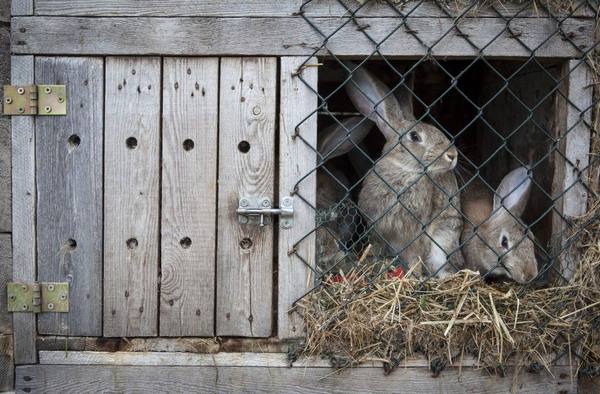 Почему кролики грызут деревянные клетки - фото