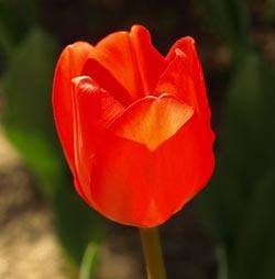 Не цветет тюльпан: причины и способы предотвращения этой ситуации - фото