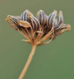 Почему семена петрушки плохо прорастают или вообще не всходят? - фото
