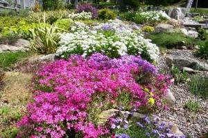 Почвопокровные многолетние садовые цветы: фото и названия растений, советы  ... - фото