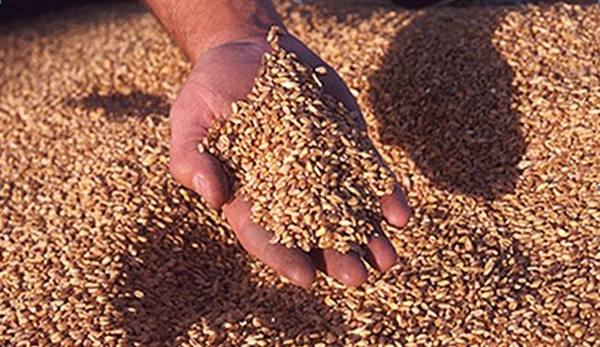 Подготовка семян пшеницы к посеву - фото