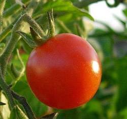 Поэтапная подкормка помидоров в теплице: как удобрять томаты после посадки, ... - фото