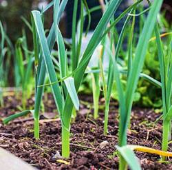Как вырастить лук-порей Технология посадки и правильный уход за растением - фото