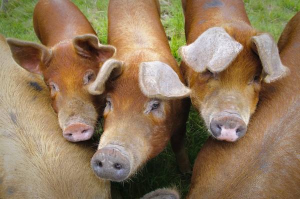 Порода свиней дюрок - фото