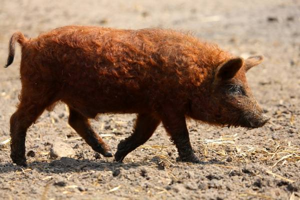 Порода свиней мангал - фото