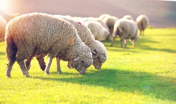 Порода тонкорунных овец и ее разведение - фото