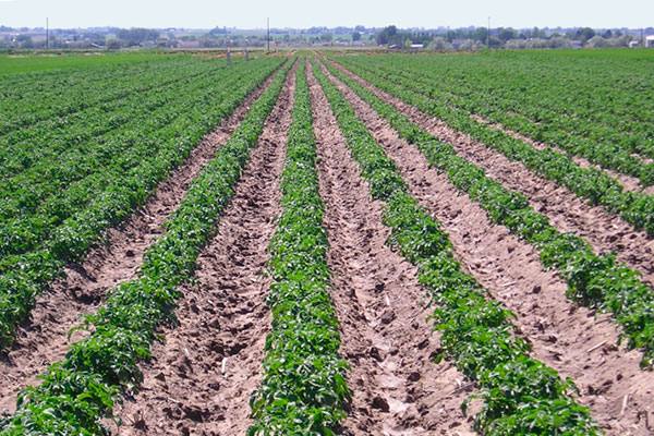4 способа повысить урожайность картофеля - фото