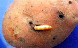 Как избавиться от проволочника на картошке: методы борьбы, видео-советы - фото