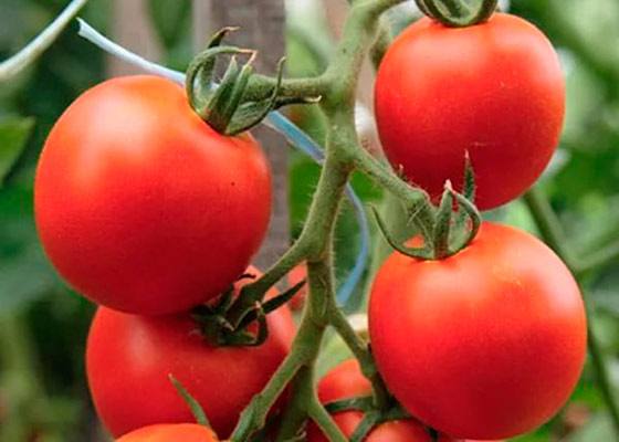 Знакомимся с ранними сортами томатов и выбираем для себя самые лучшие - фото