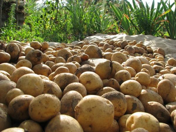 Раскрываем секрет солидного урожая картофеля с фото