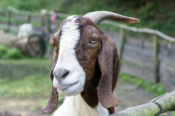Основы содержания и разведения коз в домашних условиях для начинающих - фото