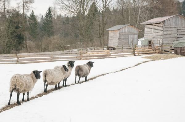 Характеристика и особенности содержания романовской породы овец с фото