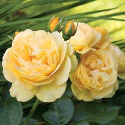 Роза Флорибунда  обильноцветущая королева сада: посадка и уход - фото