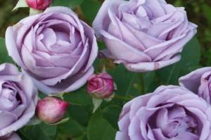 Плетистая роза Индиголетта (Indigoletta) - несложно вырастить и невозможно  ... - фото