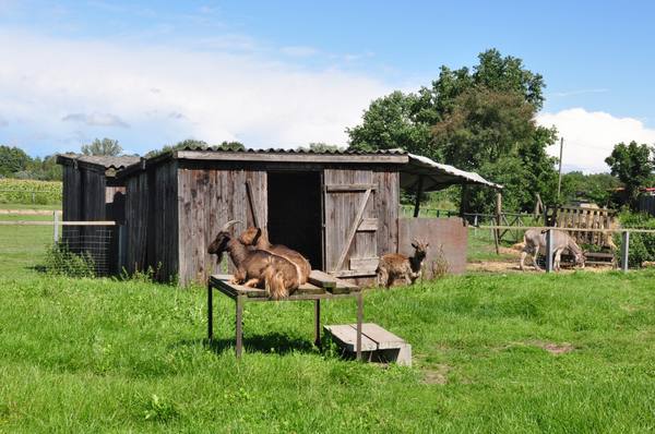 Как правильно построить сарай для коз своими руками - фото