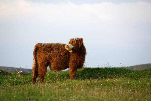 Лохматая шотландская корова - фото