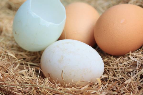Сколько утке нужно времени, чтобы высидеть яйца - фото