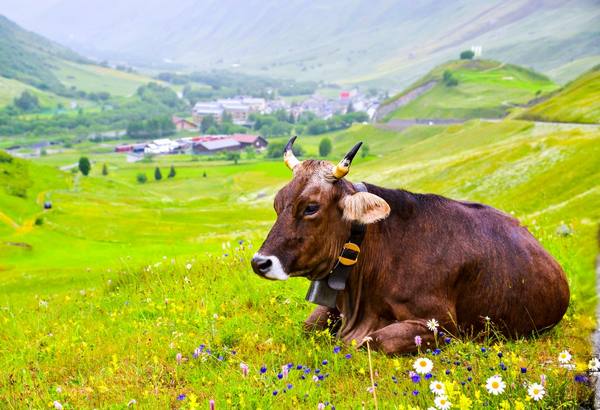  Сколько в среднем живет корова - фото
