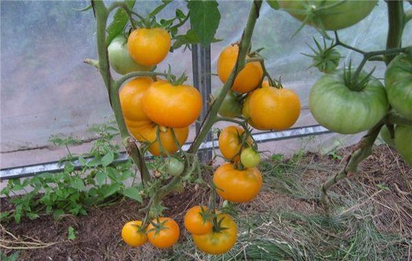 Полное описание и характеристики сорта томата Медовый спас - фото