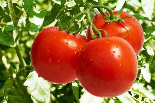 19 лучших сортов помидор для теплицы из поликарбоната с фото