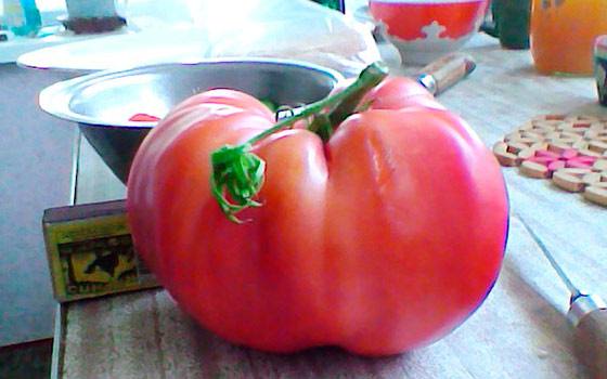 Розовощекие томаты  лучшая подборка с фото