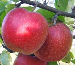 Чем отличаются сорта яблони флорина, спартан, мельба? - фото