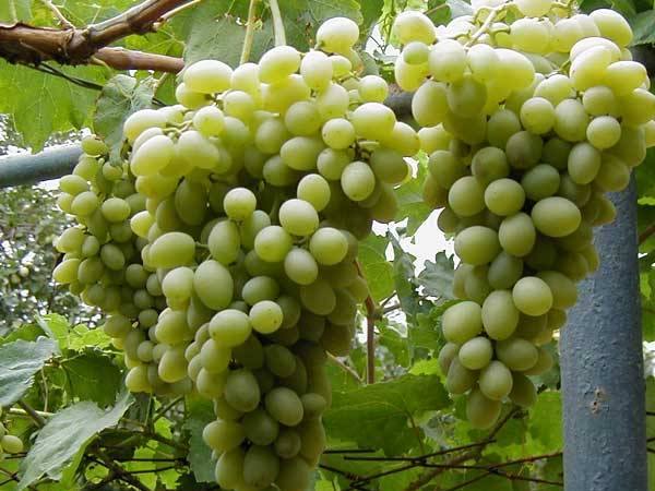 Сортовой виноград семенами не размножают - фото
