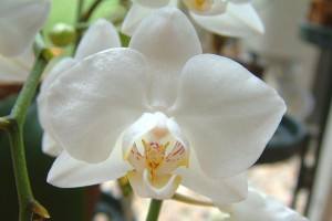 Орхидея Фаленопсис: размножение и уход в домашних условиях с фото