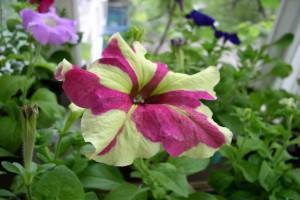 Петунии серии Софистика - обильноцветущие растения уникальной расцветки с д ... - фото